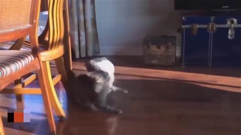 The Ultimate Compilation Of Cats Attacking Dogs One News Page Video