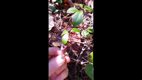 Wild Ginger Edible Plants Youtube