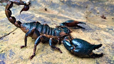 Indian Scorpion Emperor Scorpion Scorpion As A Pet Youtube