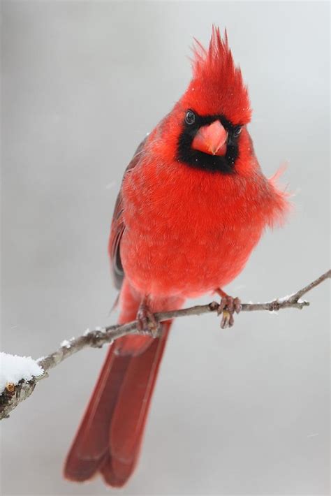 Northern Cardinal During A Rare Central Texas Snowfall Northern