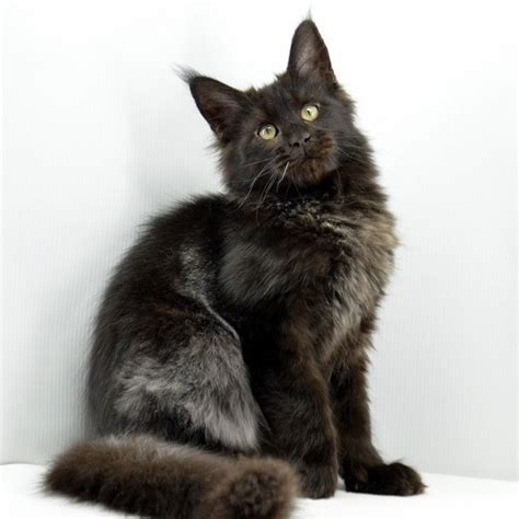 Sale of maine coon kittens at competitive prices. Van Dame Maine Coon in a black solid color with orange ey ...