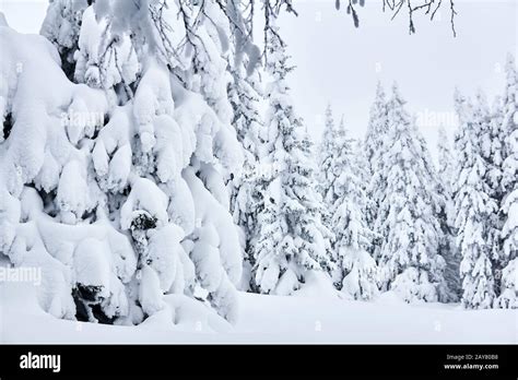 Landscape Mountain Winter Forest After Heavy Snowfall Stock Photo Alamy