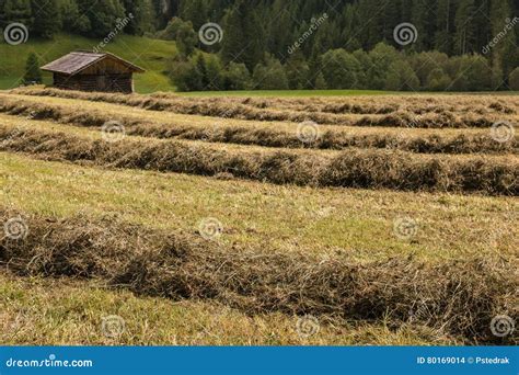 Rows Of Drying Grass Hay With Wooden Barn Stock Photo Image Of Rural