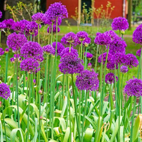 Purple Sensation Allium Bulbs For Planting From Gurneys