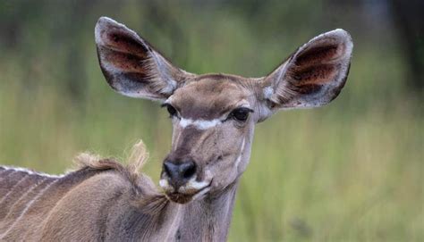 19 Awesome Animals With Big Ears Pictures Fun Facts