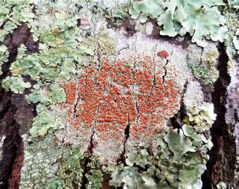 Nature Now Liking Lichens Programs And Events Calendar