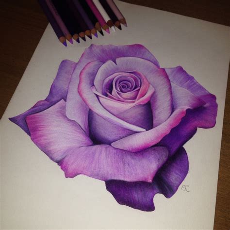 Shannon Camden Art — Purple Rose Drawing Using Prismacolor Pencils