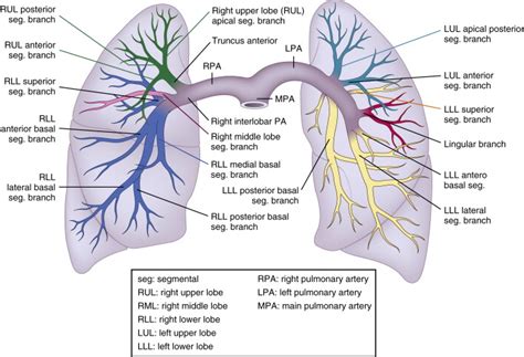 Anatomy Of Pulmonary Arteries