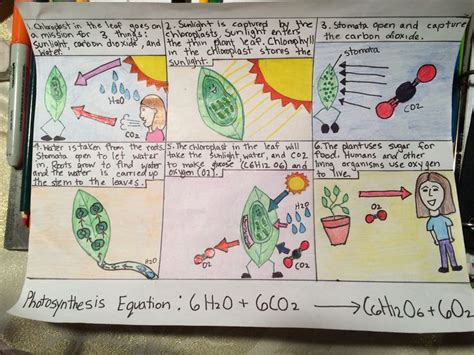Photosynthesis Comic Strip 7th Grade Science Photosynthesis Comic