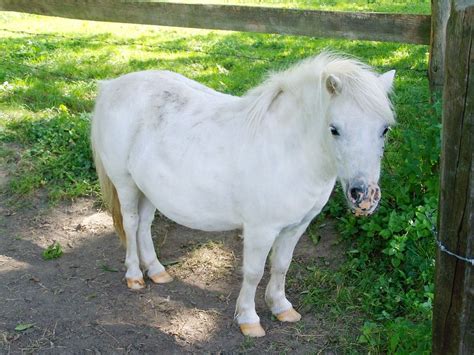 Free Image On Pixabay White Pony Small White Horse Horses Horse