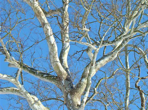 American Sycamore Platanus Occidentalis Photograph By Carol Senske