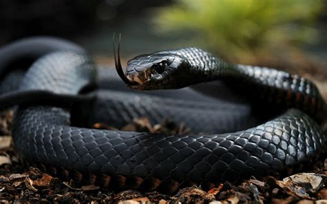 Meet Africas 5 Deadliest Snakes In Kenya Kenya Geographic