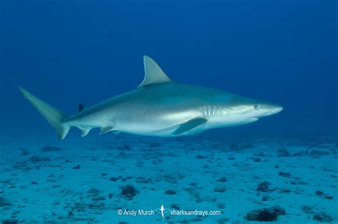 Blacknose Shark Carcharhinus Acronotus