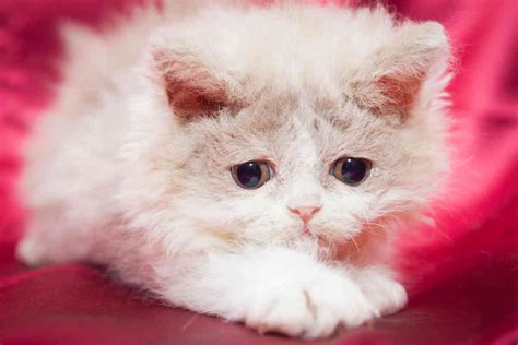 Selkirk Rex Cat Cat Breeds Information