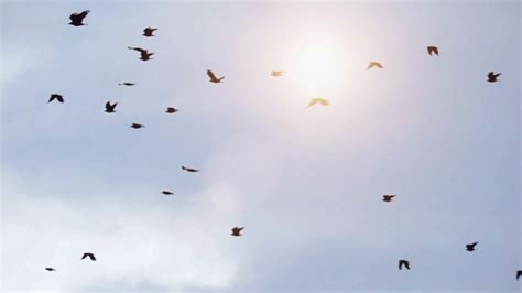 Birds Flying In Blue Sky Tranquil Background Stock Footage Sbv