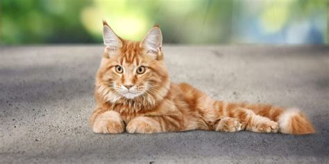 Kattennamen Voor Mannelijke Katten Unieke Populaire En Grappige