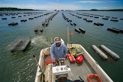Oyster Farming Booms In Lobsterland