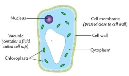 The parts of an animal cell have distinct functions. Topic 6 - Introduction to the Plant Kingdom | Simple plant ...