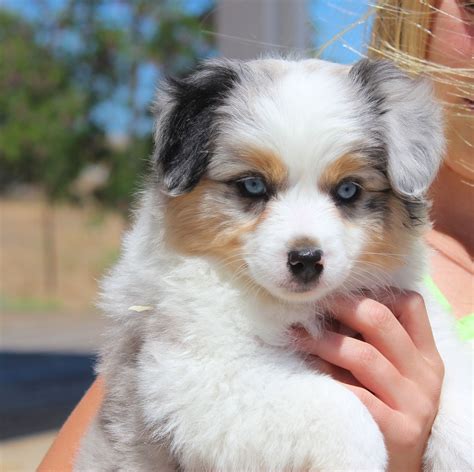 Blue Merle Mini Aussie Puppy From Honey Lake Mini Aussies Aussie