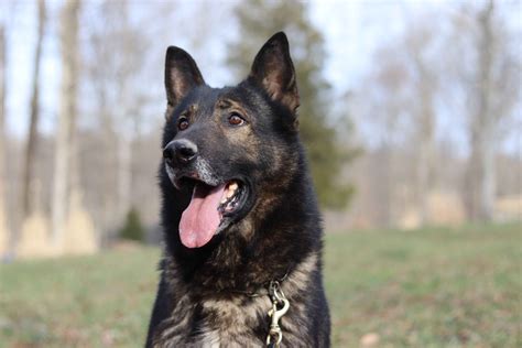 A Very Brief History Of The German Shepherd Dog Dog Trainer College