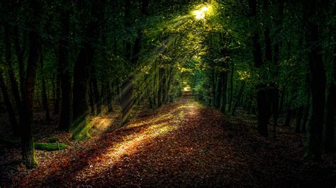 Download Wallpaper 3840x2160 Forest Autumn Path