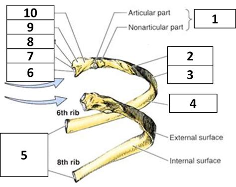 Generally, ribs 1 to 7 are connected to the sternum by their costal cartilages and are called true ribs, whereas ribs 8 to 12 are termed false ribs. A&P Block 5t: Rib Anatomy at Interservice Physician ...