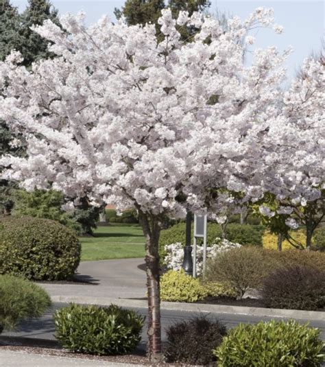 Botanical Name Prunus Serrulata Common Name Mount Fuji Japanese