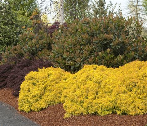 Golden Nugget Barberry Plant Library Pahls Market Apple Valley Mn