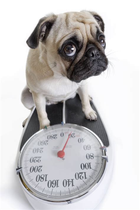 How To Determine Your Dogs Ideal Weight Funny Animal Pictures Funny