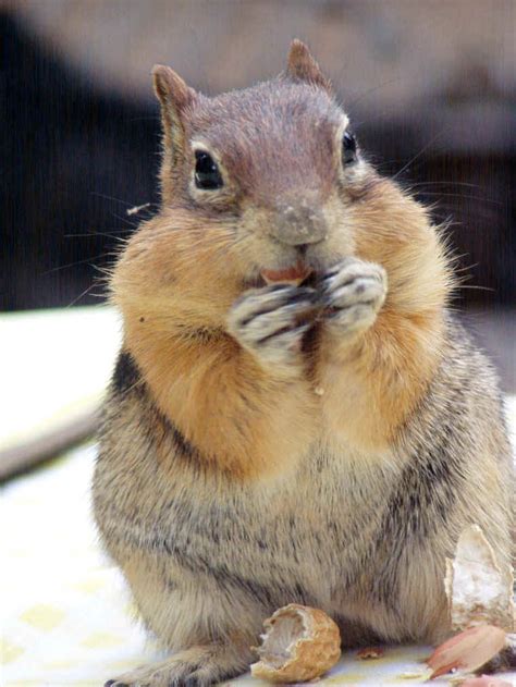 The cute kid photo contest. Humorous, Funny and Cute Animal Photos - 233 - from All-Creatures.org Humor Archive