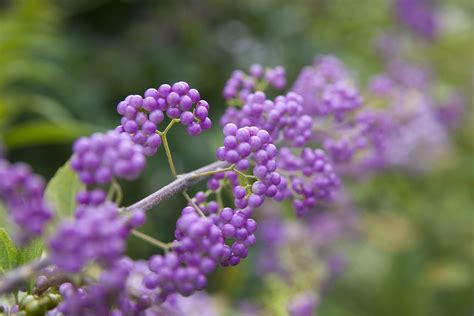 Check spelling or type a new query. How to Grow Purple Beautyberry Shrubs in Your Yard