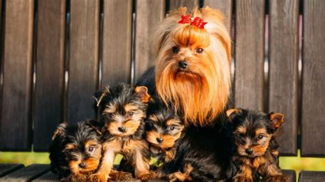 How Many Puppies Can A Yorkie Have What Determines The Litter Size