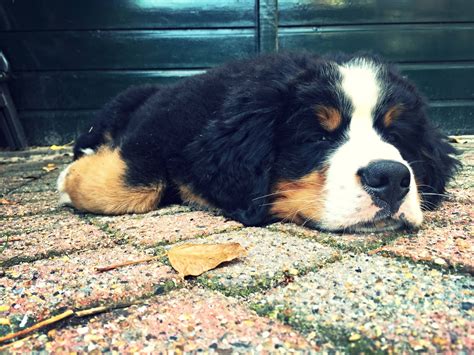 Our bernese mountain dog puppies for sale come from either usda licensed commercial breeders or hobby breeders with no more than 5 breeding mothers. Pin by Arata on Cute