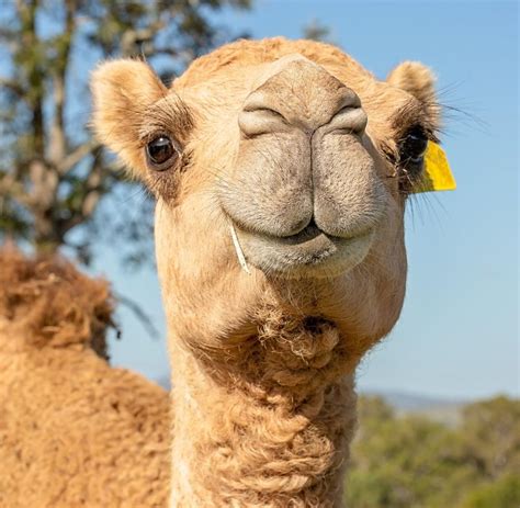 Camels In Australia From Livestock To Nuisance Wild Dromedaries