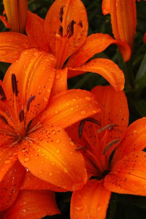 Tiger Lilies Tiger Lily Orange Flowers Beautiful Flowers