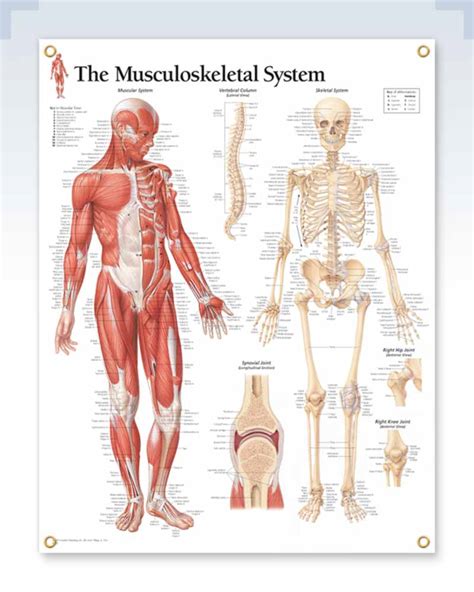 Musculoskeletal System Exam Room Anatomy Posters Clinicalposters
