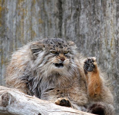 The Manul Cat Is The Most Expressive Cat In The World
