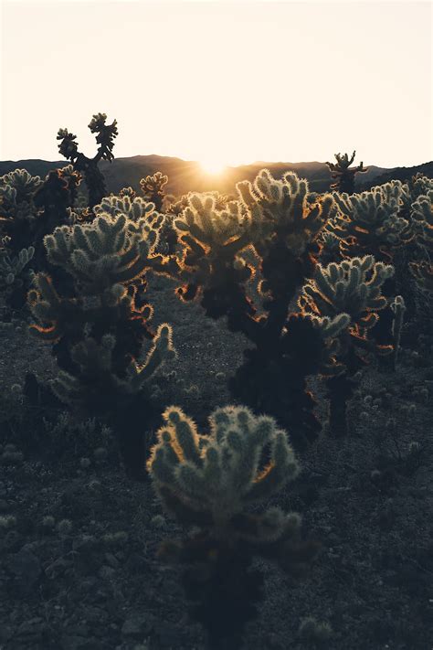Cacti Sun Sunlight Sunset Plants Hd Phone Wallpaper Peakpx