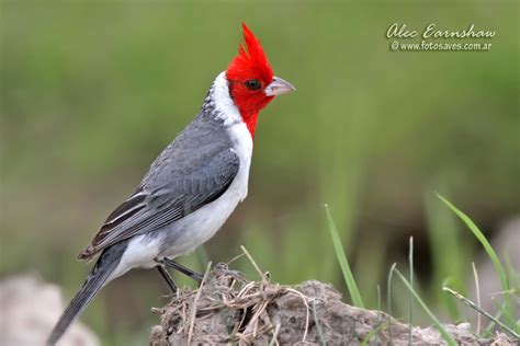 Red Crested Cardinal Animal Database Fandom Powered By Wikia