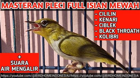 masteran pleci isian mewah full roll tembak cililin panjang full wit wit zipper kenarian