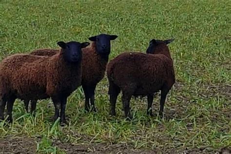 100 Dorper Cross Breeding Lambs Sellmylivestock The Online