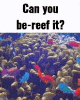 Coral Fishes Gif Coral Fishes Sea Discover Share Gifs