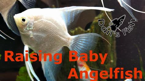 Spawning And Raising Angelfish Super Cute Baby Fish Youtube