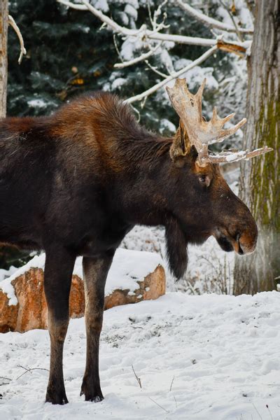 Featured Animals Moose Cmzoo