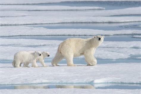 Descubren Una Población De Osos Polares Viviendo En Lugar Sorprendente