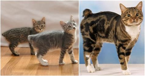 A Collection Of Fun Facts About Manx Cats Cole And Marmalade