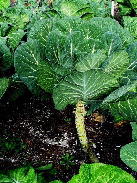 Place the transplants in your garden when they are. Tips for Growing Collards | HGTV