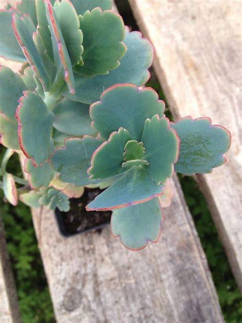 Maybe you would like to learn more about one of these? Kalanchoe Fedtschenkoi Blue / Green with Pink Edges ...