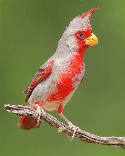 Male Pyrrhuloxia No 1 Photograph By Jerry Fornarotto Pixels
