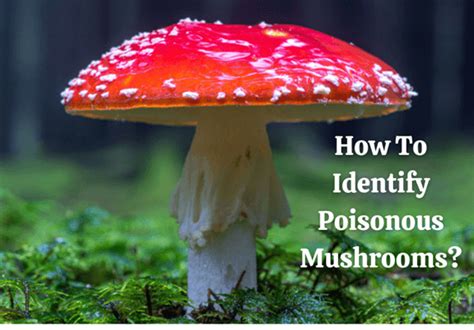 The 10 Most Poisonous Mushrooms In North America